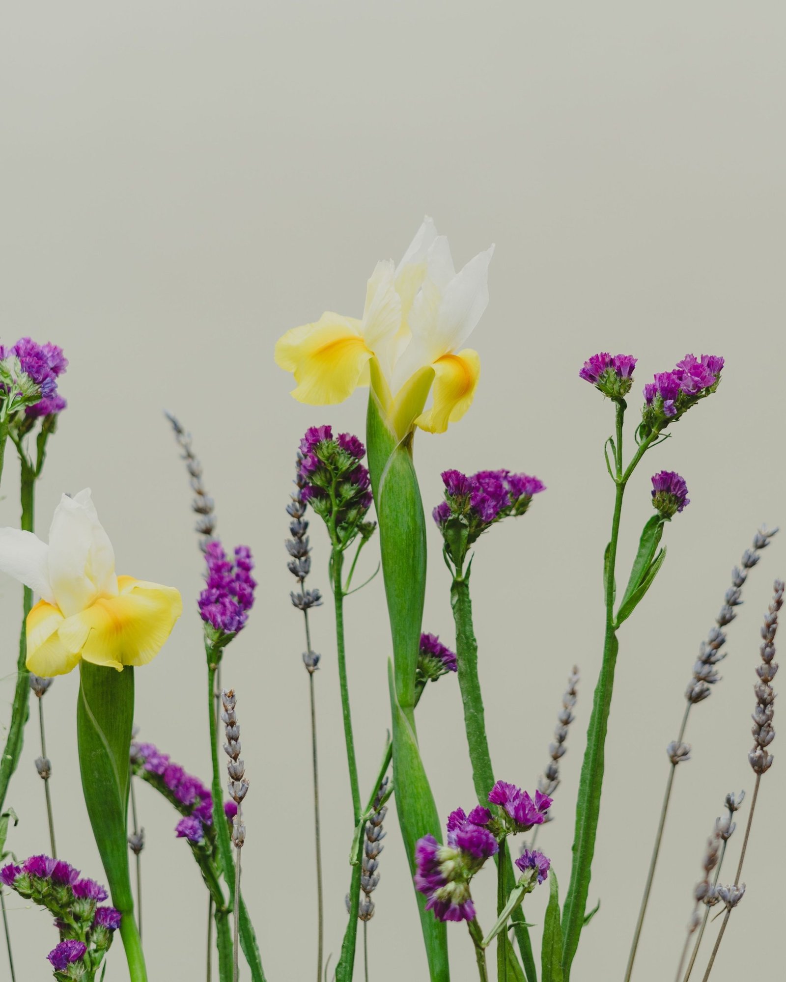 Seasonal Flowers in Jeddah